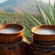 Pulque: El regreso del oro blanco en tiempos de cerveza industrial